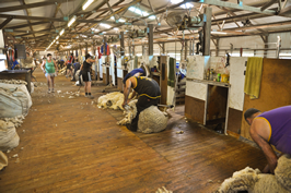 Cooinbil Shearing 038643 © Claire Parks Photography